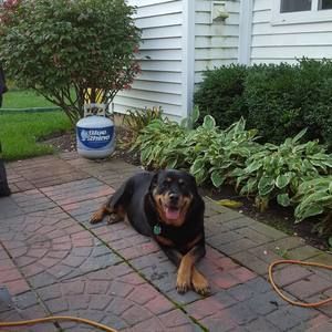 Meet your Posher, Rony